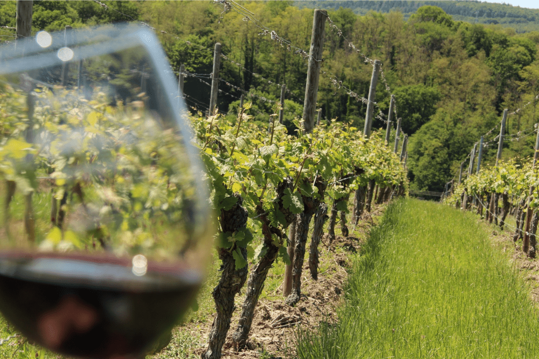Weinglas im Vordergrund, Weinberg im Hintergrund